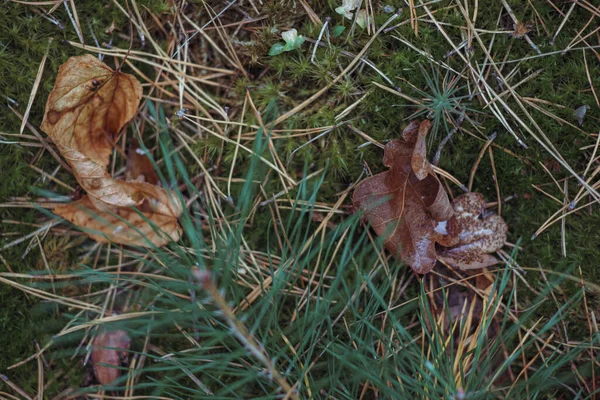Sonbahar Yağmurun Arifesinde Kozalaklı Ormanda Resim Yapar — Stok fotoğraf