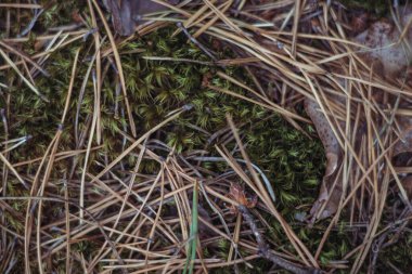 Sonbahar yağmurun arifesinde kozalaklı ormanda resim yapar.