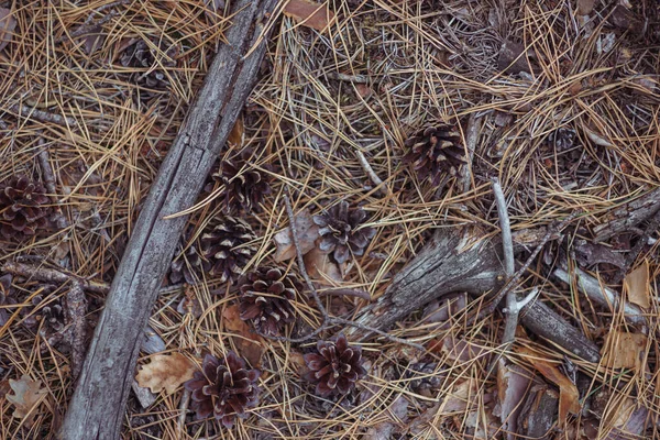 침엽수 페인트 — 스톡 사진
