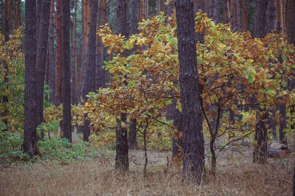 Podzimní Barvy Jehličnatém Lese Předvečer Deště — Stock fotografie