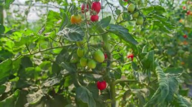 Sarmaşıkta olgun kırmızı domatesler ve seranın içinde olgunlaşmış domatesler, yavaş çekim.