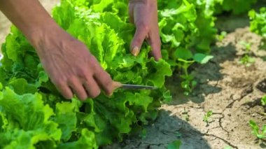 Marul yapraklarını kesen kadının elleri yakın plan.