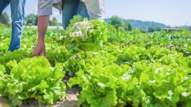 Bir tarlada marul hasadı.