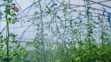 Sprey çubuk ve domates bitkileri büyük ticari serada yetişiyor.