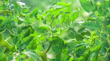 Domates bitkileri güneşte sulanır.