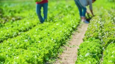 Çiftçiler, büyük çiftlikteki ekinlerden taze organik marul topluyor, ağır çekimde.