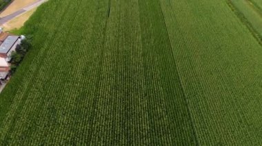 Avrupa 'daki yeşil ekin tarlalarının havadan görünüşü. Hasat mevsimi