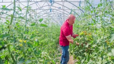 Erkek çiftçi serada çalışıyor olgunlaşmış domatesleri hasat etmek için, yavaş çekim