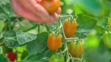 Taze portakallı domates topluyorum, yakın çekim, yavaş çekim.