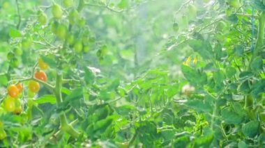 Sarmaşıktaki taze sebzeler ve domatesler yavaş çekimde suyla ıslatılıyor.