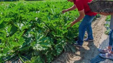 Taze kabak toplayan çift, onları dokuma sepetine koyuyor.