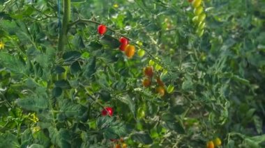 Domates bitkilerinin sulanması. el kamerası görüntüsü