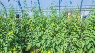 Serada domates hasat eden çift, güneşli yaz günü.