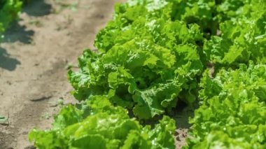 Yeşil salata ekiminin ilerisi.