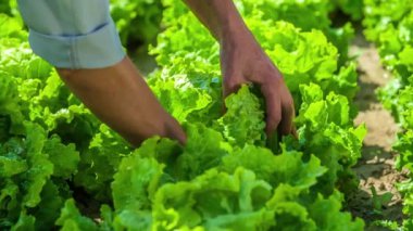 Topraktan taze marul topluyor, yakın mesafeden.