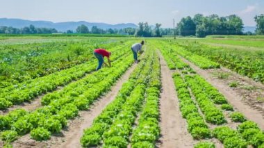 Kadın ve erkeğin marul topladığı geniş açılı tarla manzarası