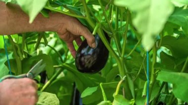 Güzel yeşil sebze bahçelerinden patlıcan kesen bir bahçıvan. Yaklaş, Ağır çekim..