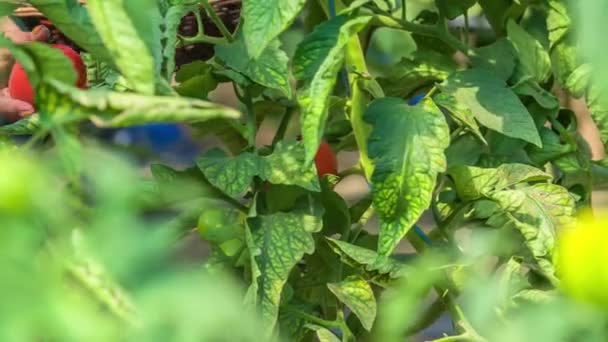 园艺师从蔬菜园的植物中摘取成熟的红樱桃西红柿 靠近点慢动作 — 图库视频影像