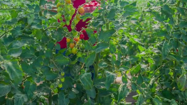 Cueillette Tomates Cerises Mûres Dans Une Serre Ralenti Inclinaison — Video