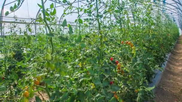 Tomatplantor Som Växer Växthus Slow Motion Panorering Från Höger Till — Stockvideo