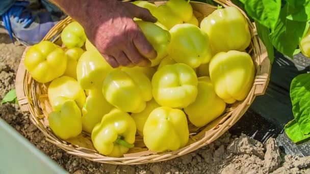 Jardinero Recogiendo Los Pimientos Amarillos Frescos Maduros Una Canasta Primer — Vídeo de stock