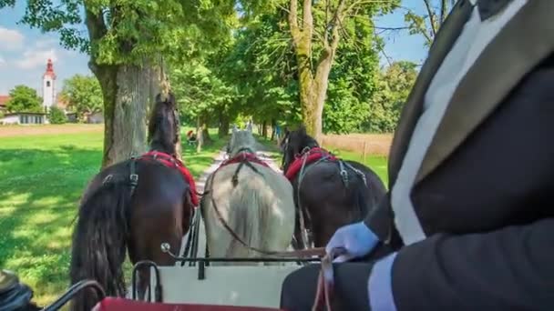 Vista Aérea Parte Carruagem Com Três Belos Cavalos Carrasco — Vídeo de Stock