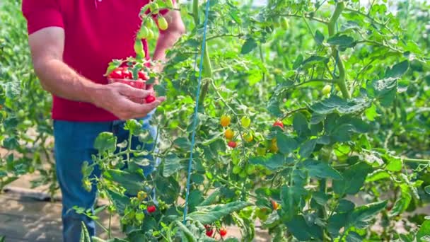 Homem Colhendo Tomates Cereja Maduros Recipiente Plástico Estufa — Vídeo de Stock