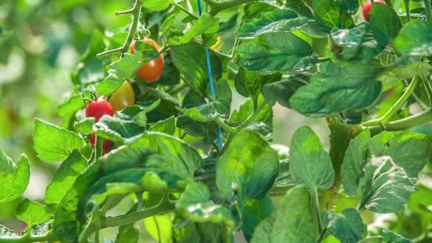 Primer Plano Arbustos Verdes Frescos Con Pequeños Tomates Maduros Con — Vídeo de stock