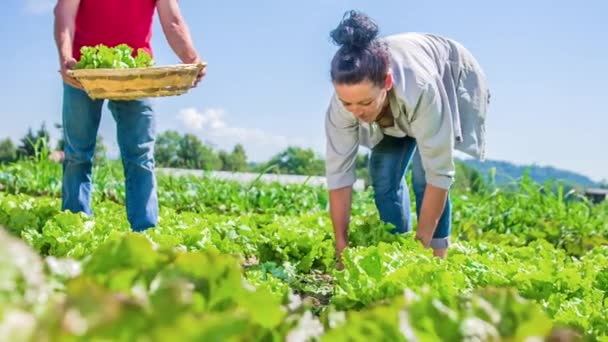 Mujer Corta Lechuga Fresca Del Campo Sacude Suciedad Entrega Compañero — Vídeo de stock