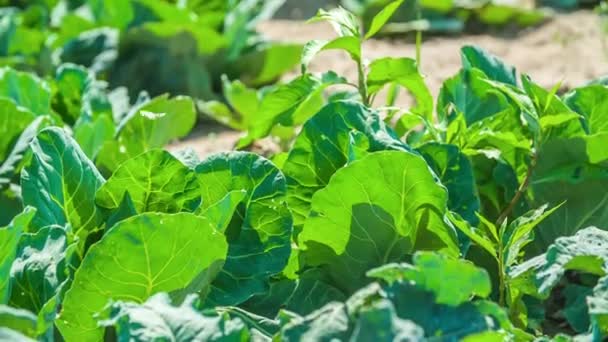 Mariposas Blancas Volando Sobre Las Hojas Ensalada Campo — Vídeo de stock