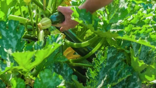Récolter Courgette Verte Fraîche Plante Fermer — Video