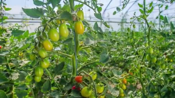 Cerca Órbita Planta Tomate Cereza Creciendo Invernadero — Vídeos de Stock