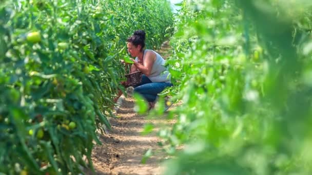 Kvinna Knäböjer Vid Tomatodlingens Buskar För Att Skörda Röda Mogna — Stockvideo