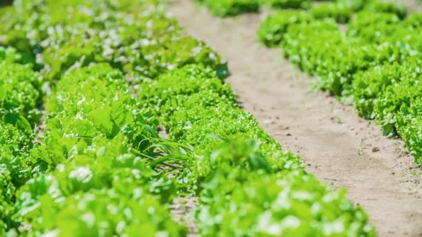 Pandangan Tentang Daun Salad Segar Yang Tumbuh Perkebunan Sinar Matahari — Stok Video