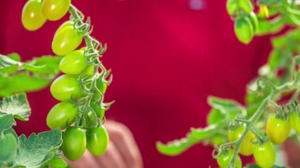 Tomates Cherry Que Crecen Vid Recinto Túnel Alto — Vídeos de Stock