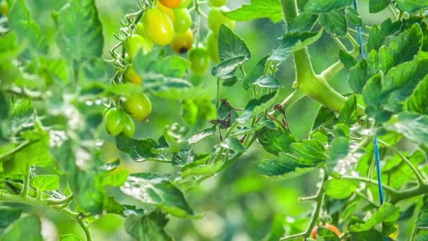 Lambat Gerak Tembakan Air Menabur Atas Tanaman Tomatoe Musim Panas — Stok Video