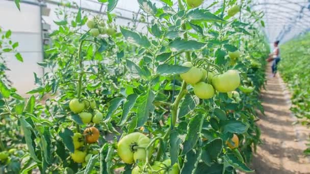 Donna Piedi Mezzo Alla Serra Tra Piante Pomodoro Raccogliendo Quelle — Video Stock