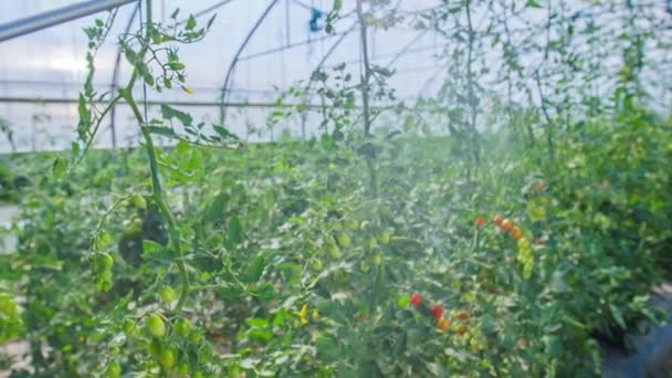 Rośliny Pomidora Podlewane Szklarni Ciepły Słoneczny Letni Dzień — Wideo stockowe