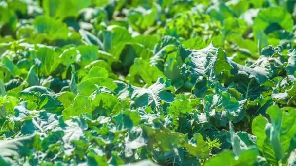 Campo Granja Lleno Verduras Verdes Sartén Lenta — Vídeos de Stock