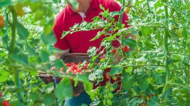 Gärtner Pflücken Und Sammeln Reife Rote Kirschtomaten Von Ihren Pflanzen — Stockvideo