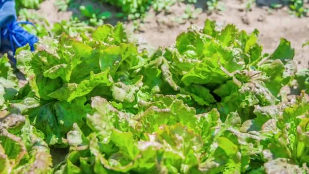 農薬を振りかける緑のレタス畑 クローズアップビュー スローモーション — ストック動画