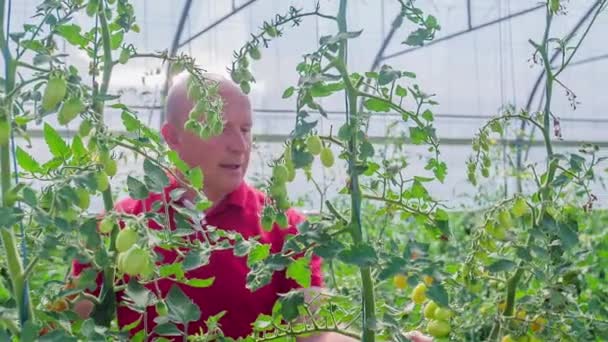 Inspektion Unreifer Kirschtomaten Gewächshaus Langsame Pfanne — Stockvideo