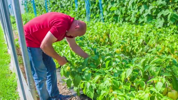 Man Plukt Gele Paprika Uit Planten Commerciële Kas — Stockvideo