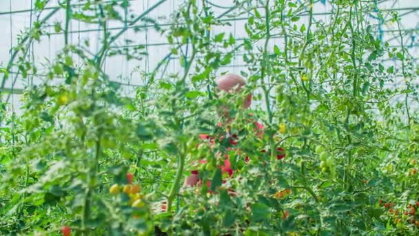 Hombre Sintiéndose Feliz Después Recoger Tomates Rojos Maduros Sus Plantas — Vídeo de stock