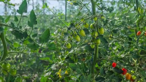 Vine Modne Tomater Får Frisk Spray Inde Drivhus Slow Motion – Stock-video