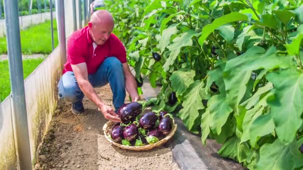 Een Man Die Gerijpte Aubergines Verzamelt Uit Prachtige Moestuin Vooraanzicht — Stockvideo