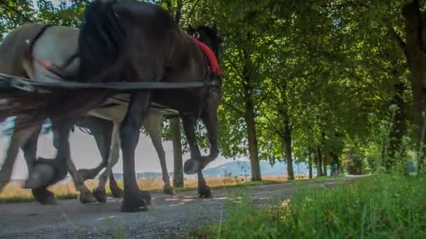 Alguns Cavalos Uma Carruagem Com Recém Casados Estão Viajando Através — Vídeo de Stock