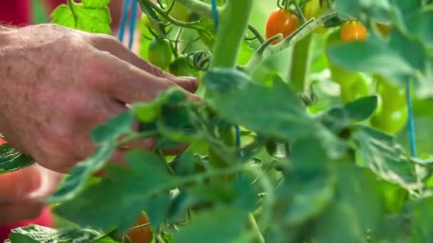 Gärtner Pflückt Reife Rote Kirschtomaten Von Ihren Pflanzen Und Sammelt — Stockvideo