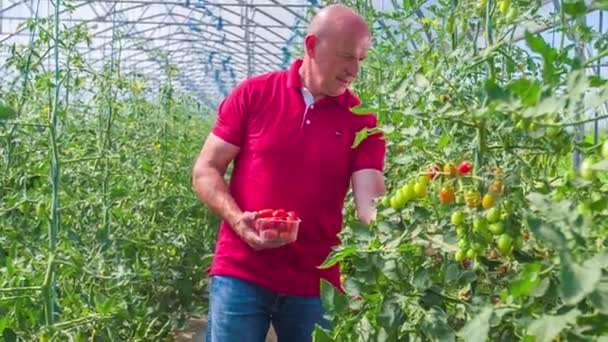 Agricultor Que Colhe Tomates Cereja Maduros Mão Uma Caixa Plástico — Vídeo de Stock