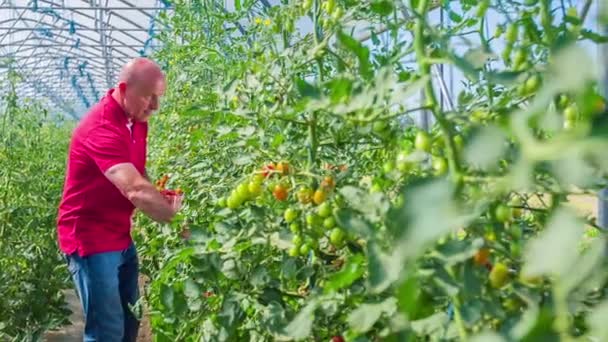Tomates Cereja Colheita Macho Meia Idade Recipiente Plástico — Vídeo de Stock